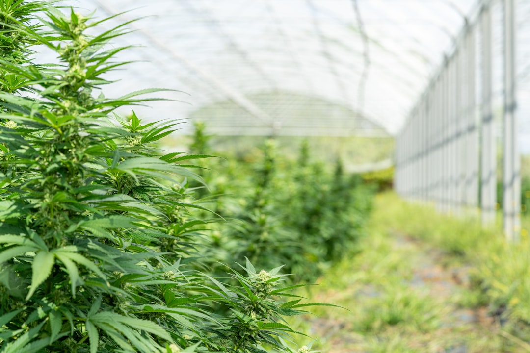 Welcome to the premier 420 shop in Pardubice, Czech Republic