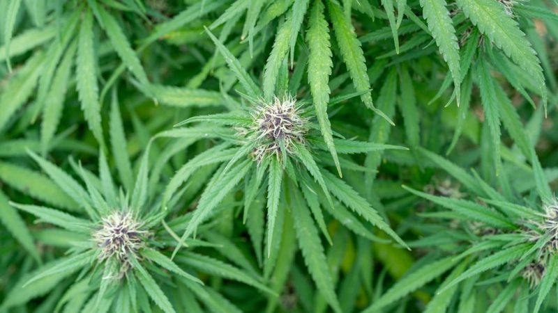 Bergen Cannabis Shop