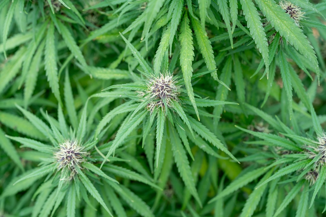 Bergen Cannabis Shop