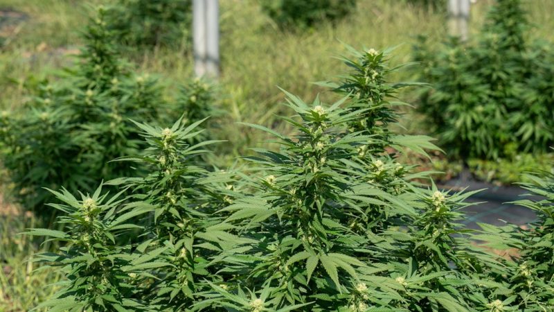 Premium Marijuana Shop Aarhus: Quality, Affordability, and Customer Care
