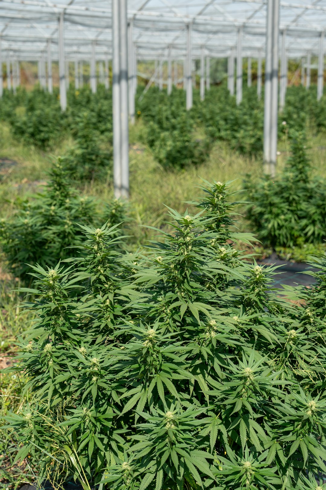 Premium Marijuana Shop Aarhus: Quality, Affordability, and Customer Care