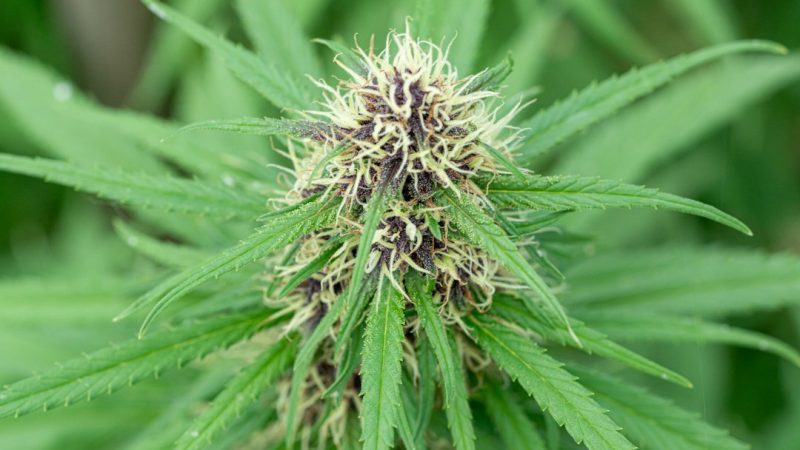 Tallinn Cannabis Shop: Your Trusted Source for THC and CBD Products in Estonia
