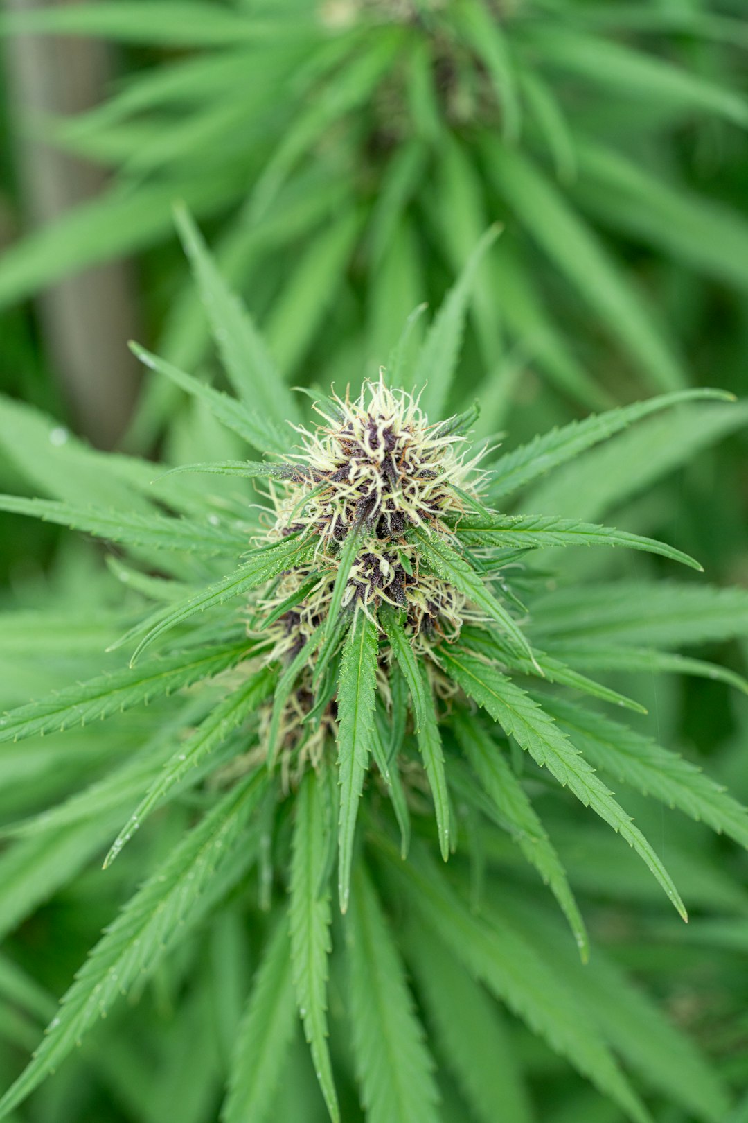 Tallinn Cannabis Shop: Your Trusted Source for THC and CBD Products in Estonia