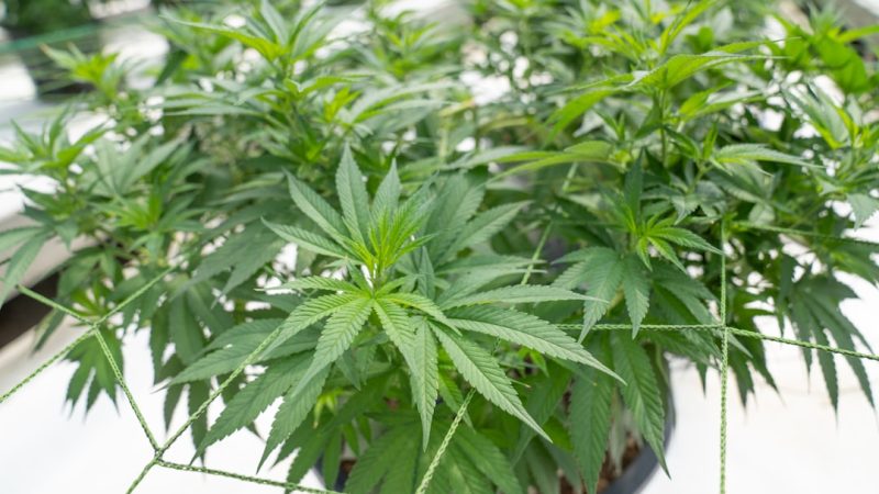 Sintra, a picturesque town in Portugal’s lush green hills, is quickly becoming a hotspot for cannabis enthusiasts