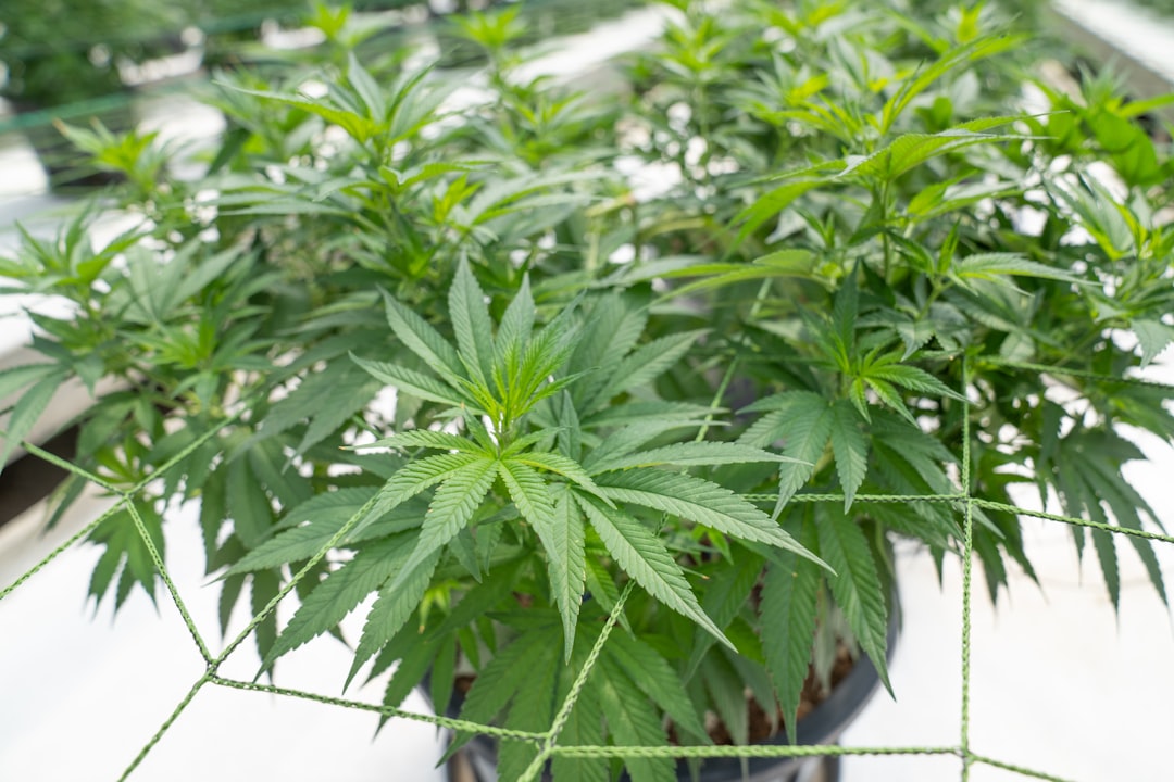 Sintra, a picturesque town in Portugal’s lush green hills, is quickly becoming a hotspot for cannabis enthusiasts