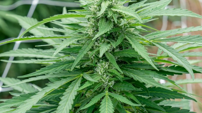 Welcome to the ultimate guide for anyone looking to explore the cannabis scene in Aarhus, Denmark