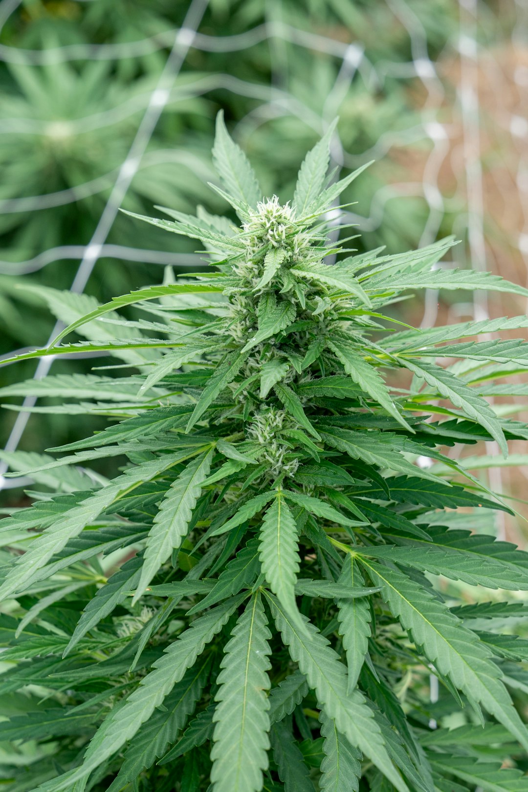 Welcome to the ultimate guide for anyone looking to explore the cannabis scene in Aarhus, Denmark