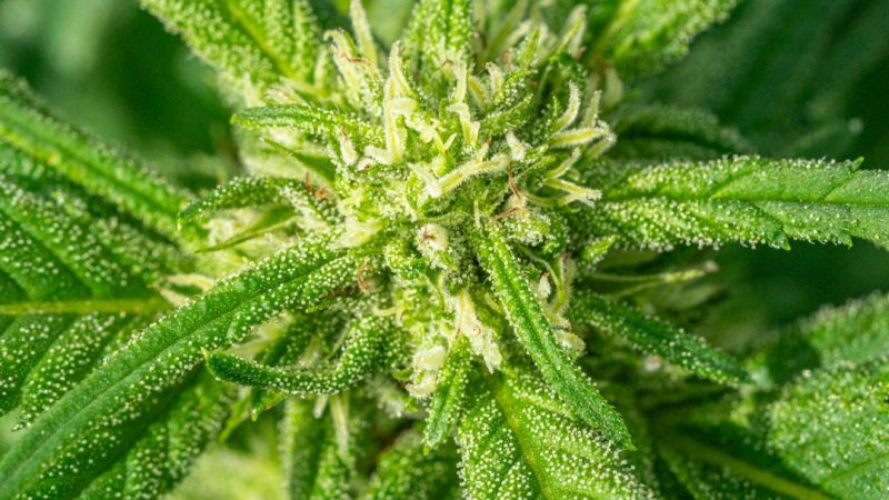 Thessaloniki Cannabis Dispensary: Legal Status, Ordering, and Safety
