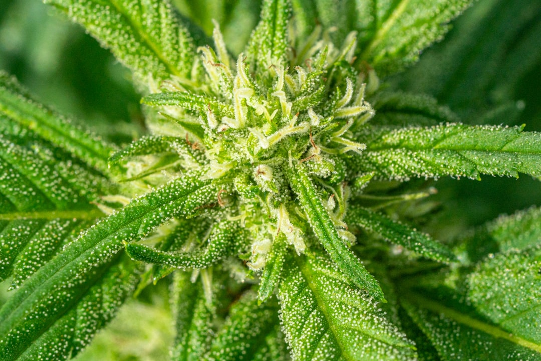 Thessaloniki Cannabis Dispensary: Legal Status, Ordering, and Safety