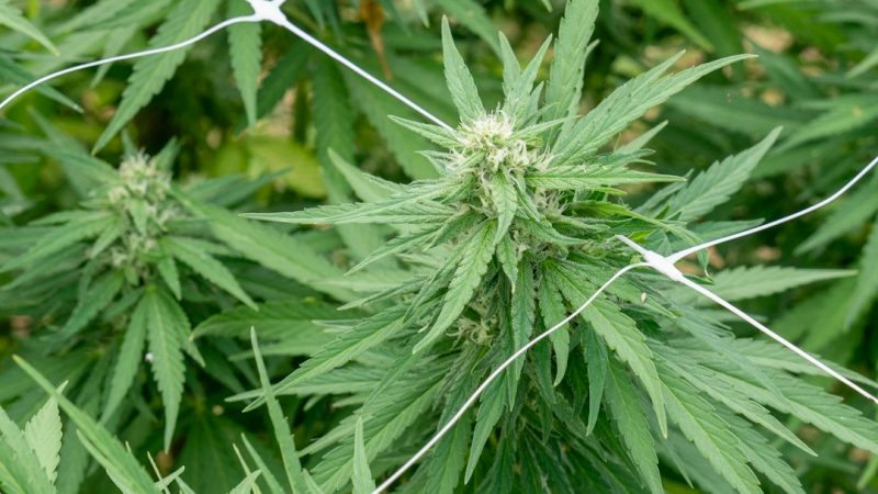 Cannabis Riga Online Dispensary for Cannabis, Hemp and CBD Products in Europe