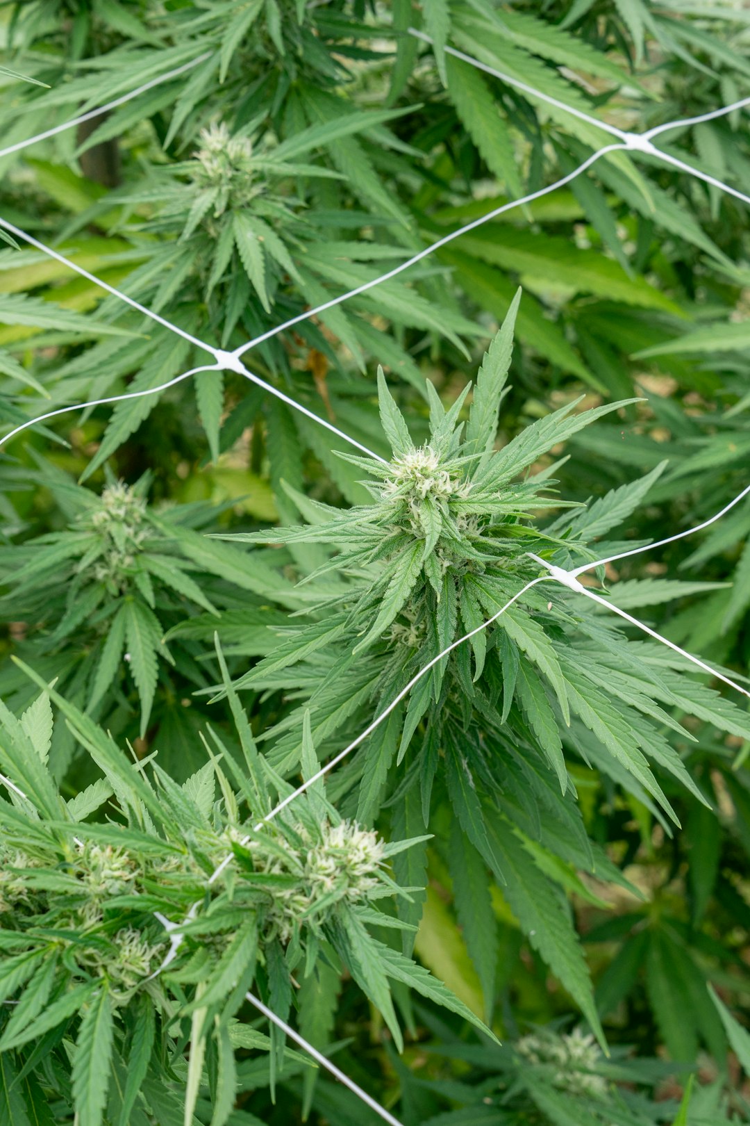Cannabis Riga Online Dispensary for Cannabis, Hemp and CBD Products in Europe