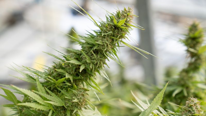 Ultimate Guide to THC Vapes in Zermatt