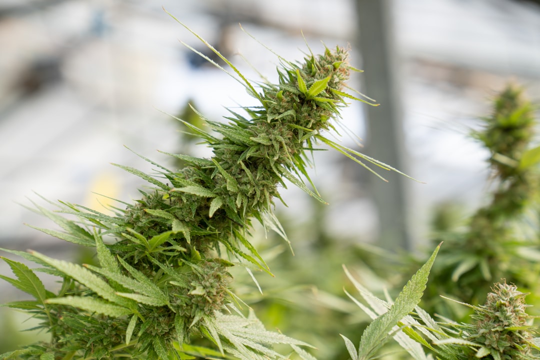 Ultimate Guide to THC Vapes in Zermatt