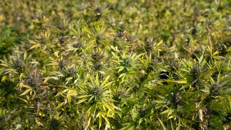Welcome to the premier marijuana shop in Essen