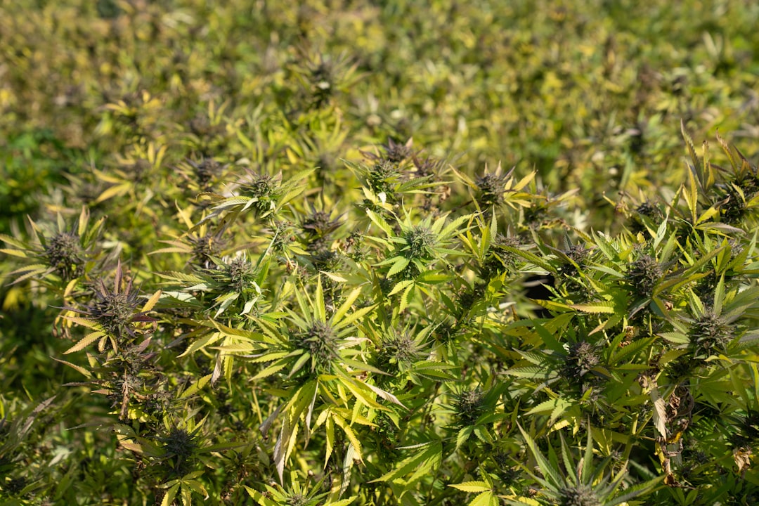 Welcome to the premier marijuana shop in Essen