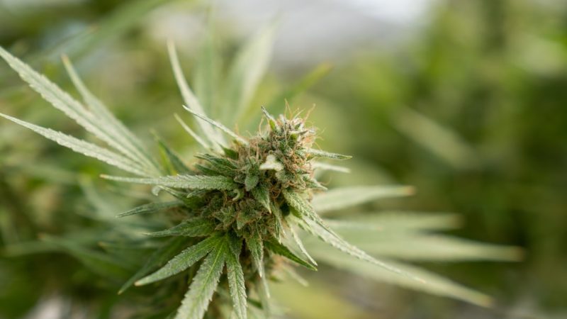 Welcome to the heart of Bulgaria’s growing cannabis scene – a place where quality, compliance, and community come together