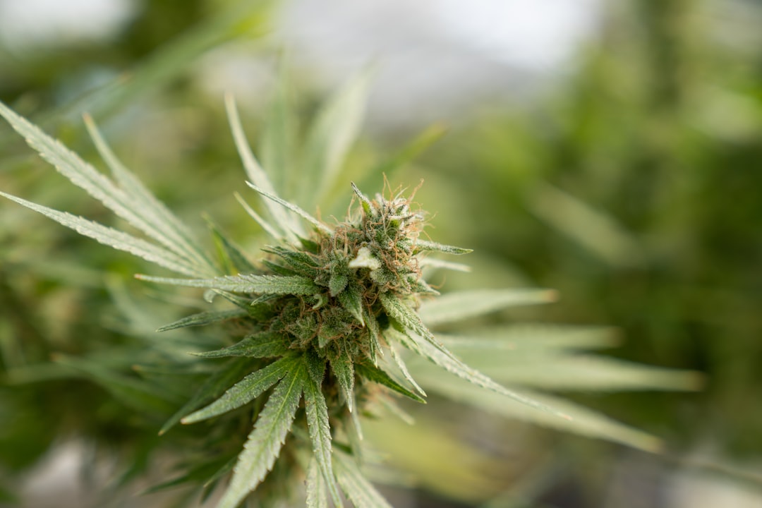 Welcome to the heart of Bulgaria’s growing cannabis scene – a place where quality, compliance, and community come together