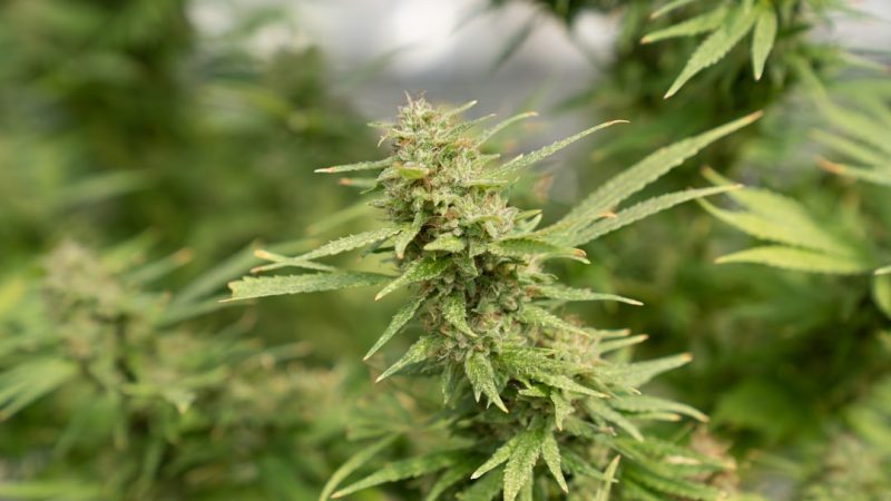 Prague Has Become a Hotspot for Cannabis Enthusiasts