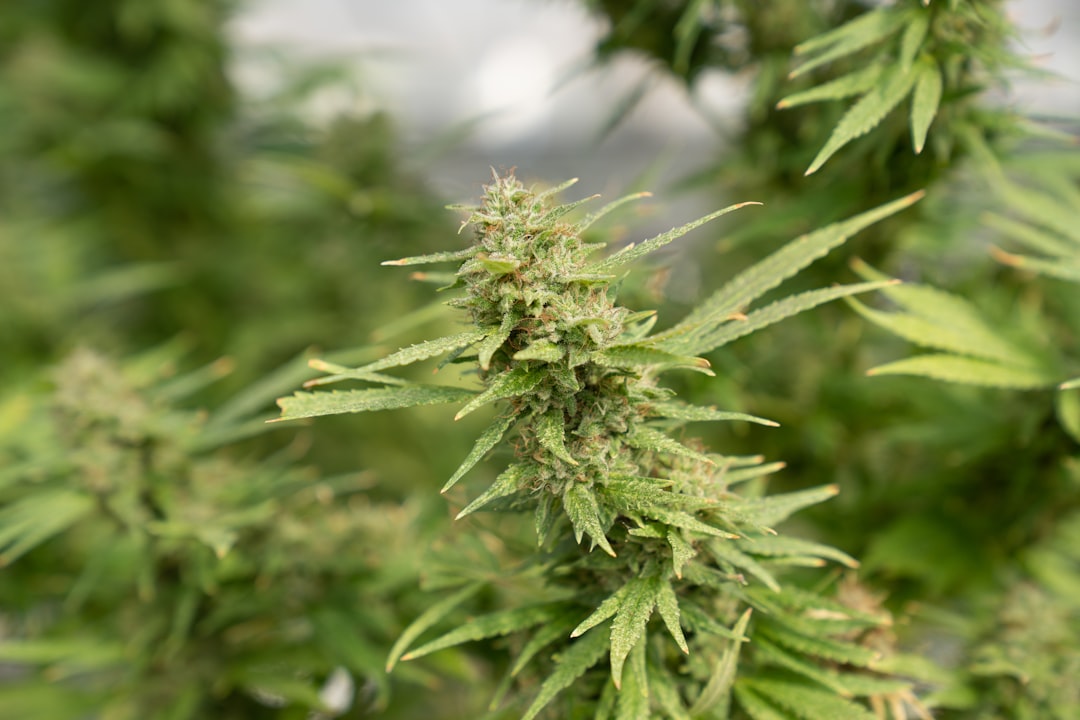 Prague Has Become a Hotspot for Cannabis Enthusiasts