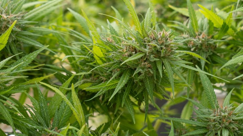 Liverpool Weed Shop: Premium Cannabis, Marijuana, Hemp, and CBD Products