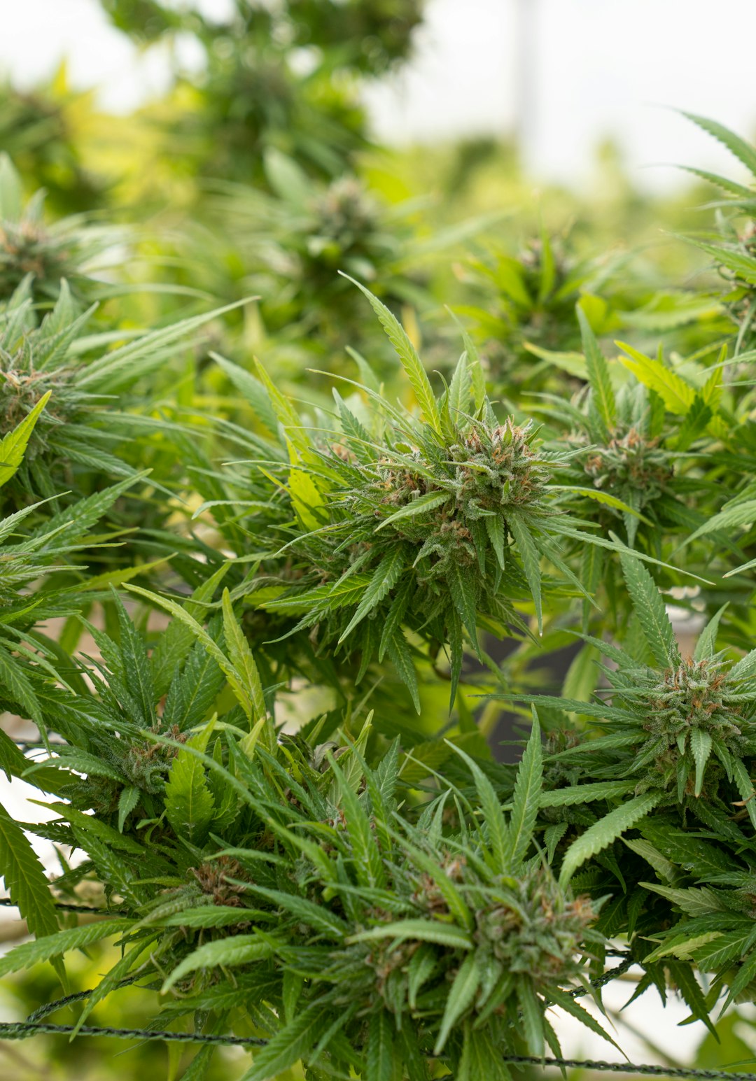 Liverpool Weed Shop: Premium Cannabis, Marijuana, Hemp, and CBD Products