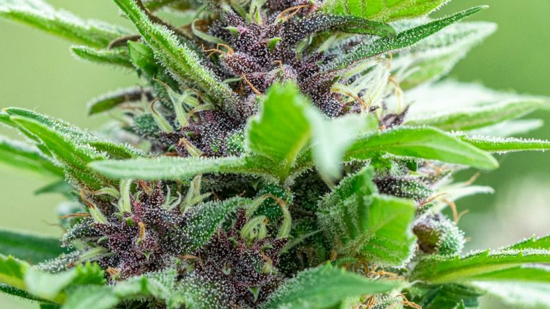 Salzburg Cannabis Laws and Austrian Marijuana Regulations