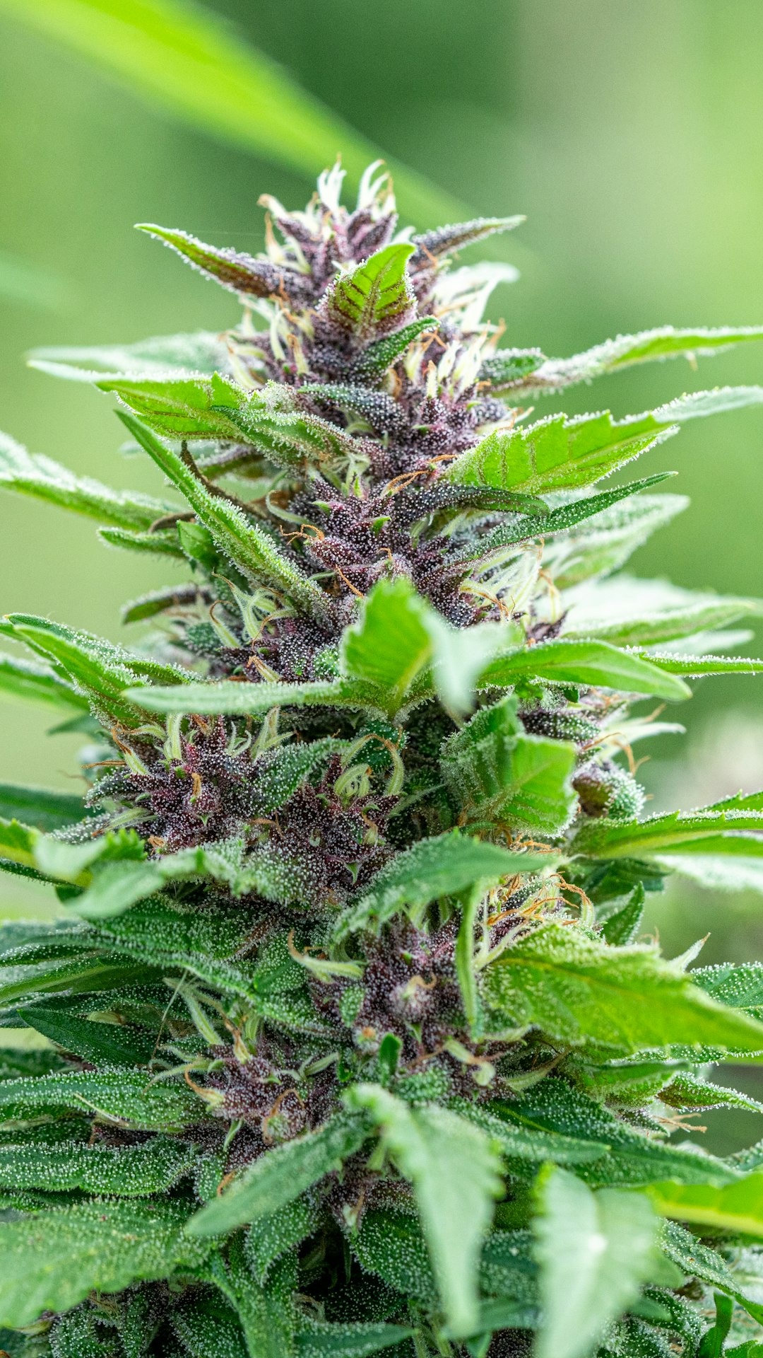 Salzburg Cannabis Laws and Austrian Marijuana Regulations