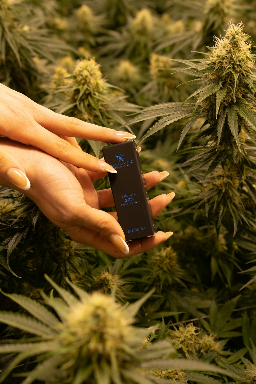 Looking for a reliable, affordable source of high‑quality THC‑rich cannabis in Luxembourg?