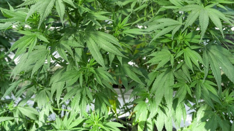 THC weed in Karlsruhe