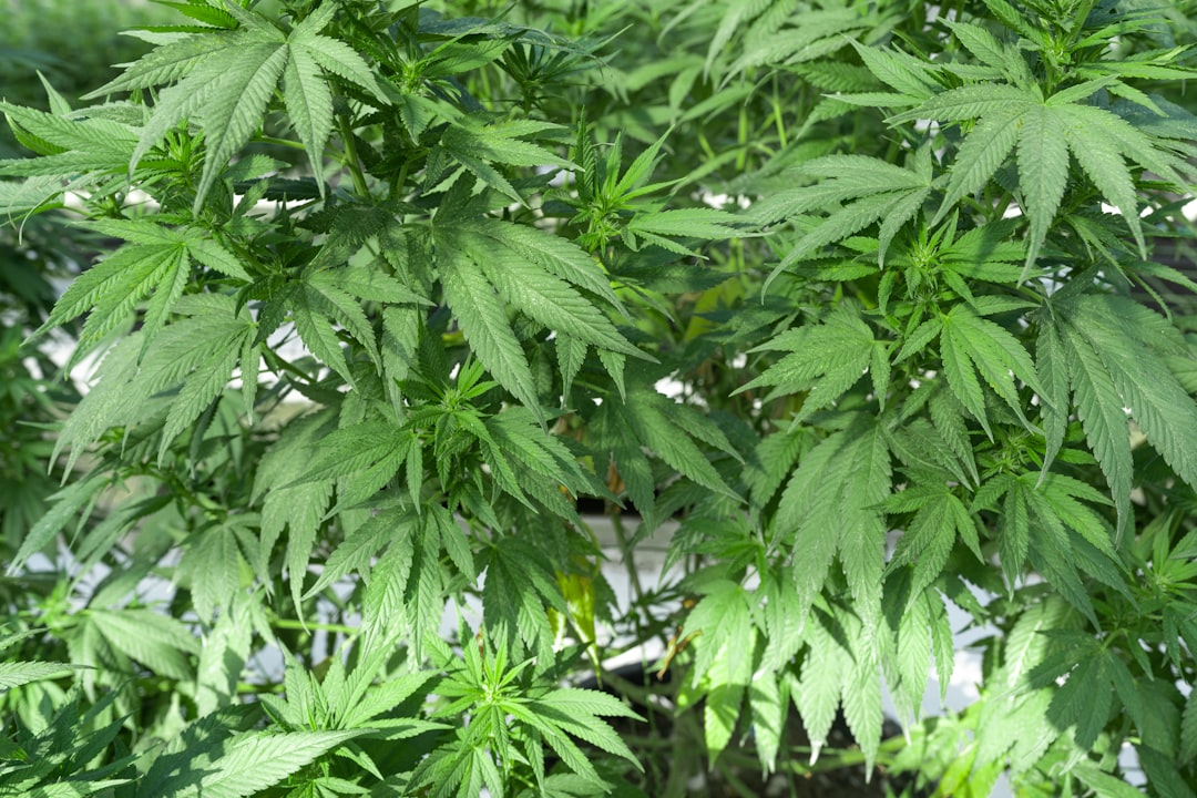 THC weed in Karlsruhe