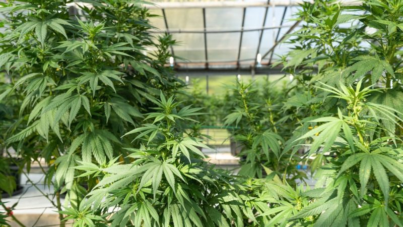 Looking for a reliable way to purchase THC vape Piza and other cannabis‑derived items in the EU?