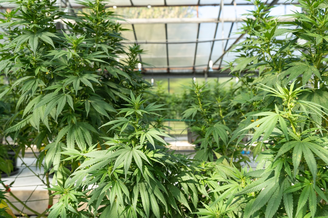 Looking for a reliable way to purchase THC vape Piza and other cannabis‑derived items in the EU?