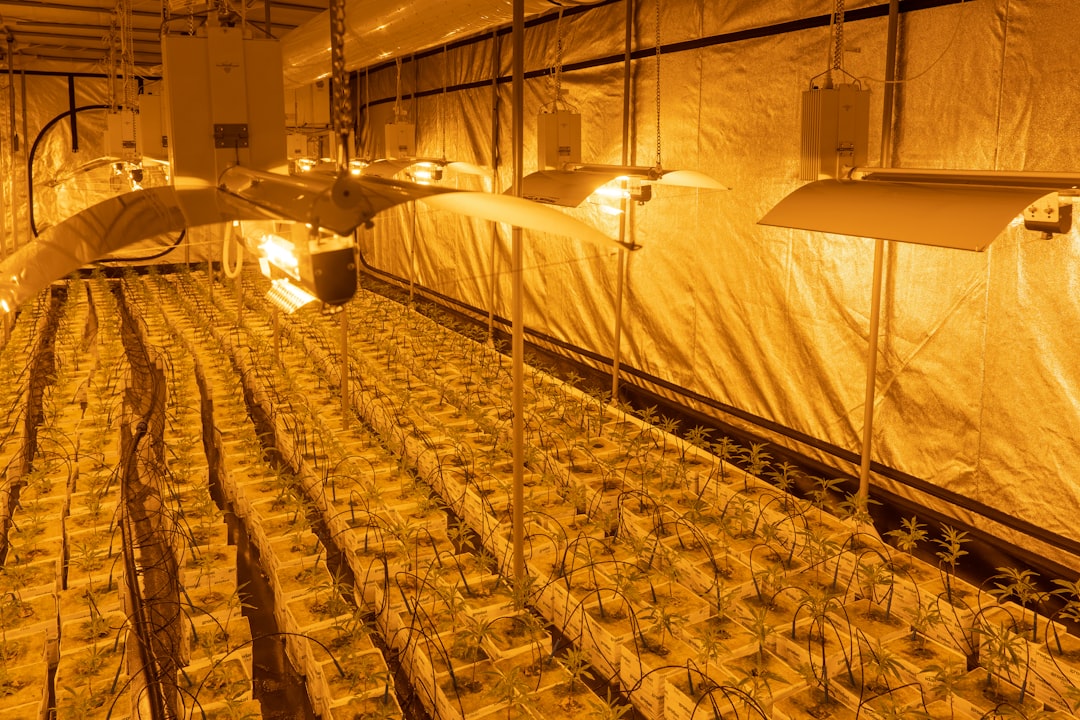 Cannabis Delivery Hanover