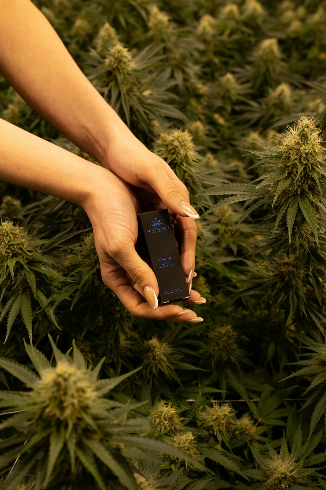 Welcome to the ultimate destination for legal cannabis, marijuana, hemp, THC, and weed in Bulgaria