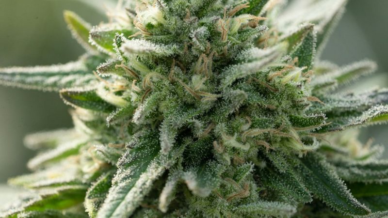 Welcome to the premier Bordeaux cannabis shop