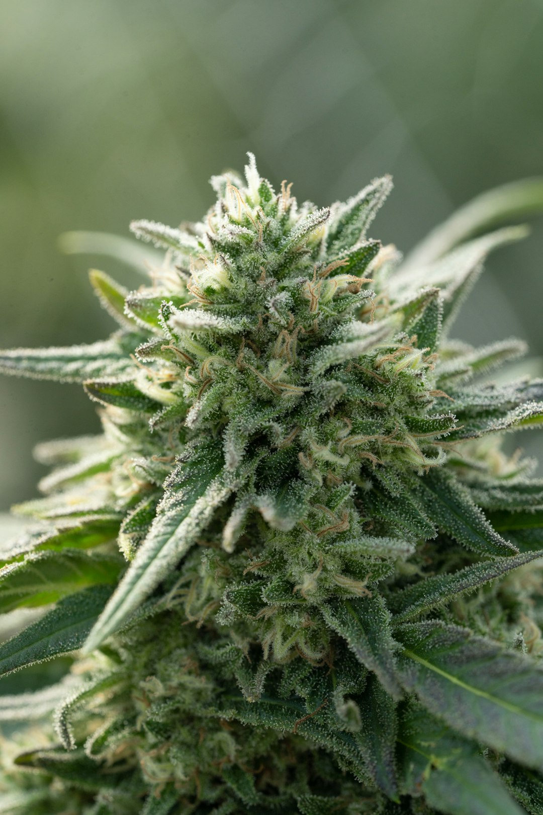 Welcome to the premier Bordeaux cannabis shop