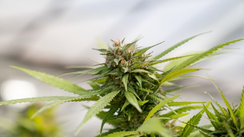 Prague Cannabis Market: Your Guide to Buying Weed in Prague