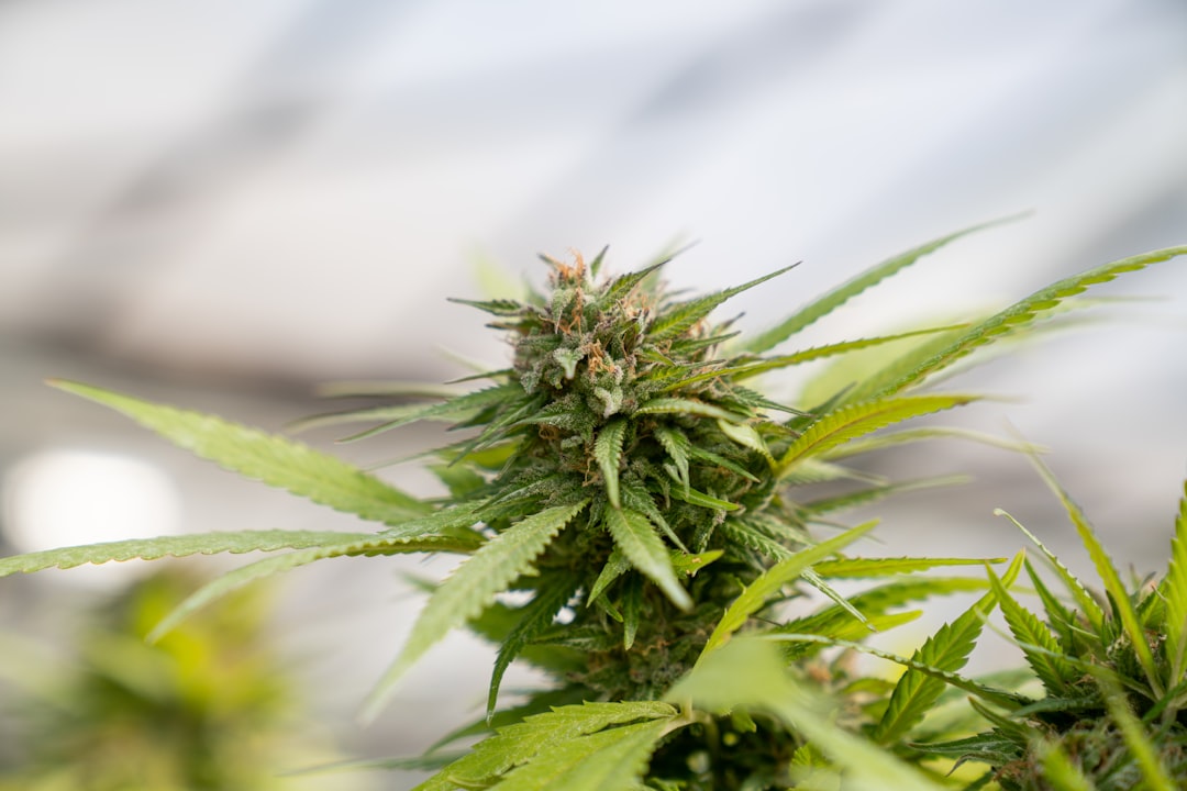 Prague Cannabis Market: Your Guide to Buying Weed in Prague