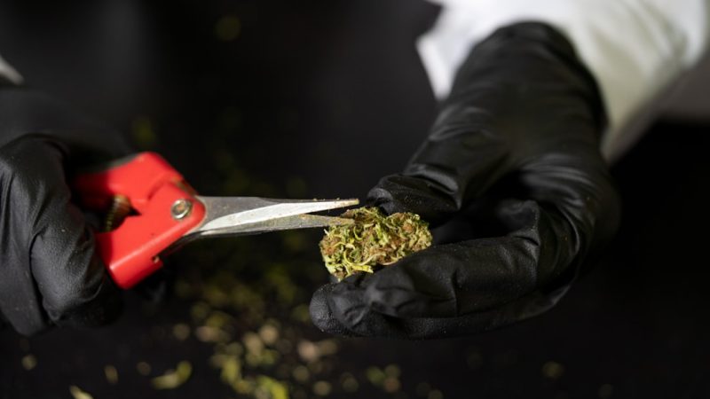 Looking for a reliable cannabis dispensary in Lyon