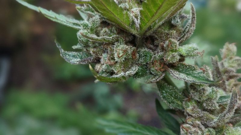 Cannabis Delivery in Rome: Legal Status, Delivery Service, and Coverage