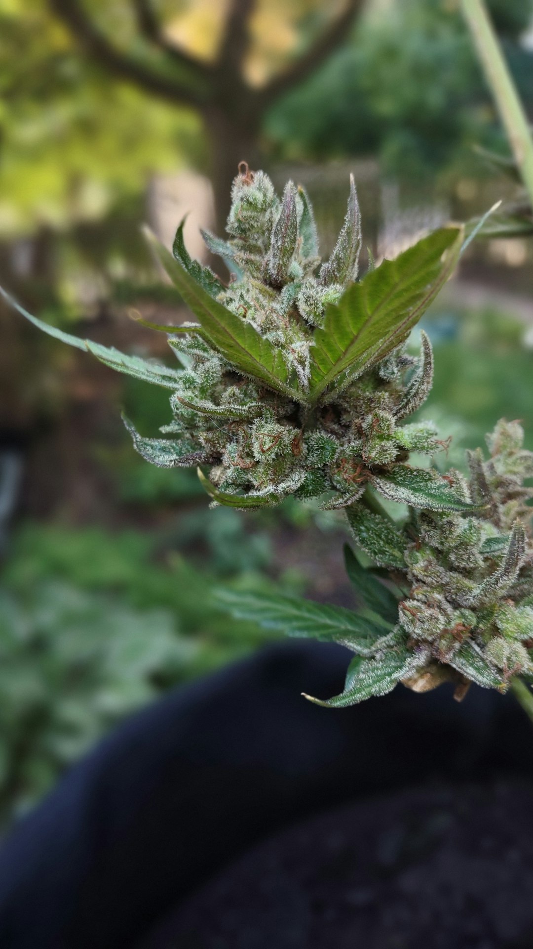 Cannabis Delivery in Rome: Legal Status, Delivery Service, and Coverage