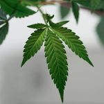 Belgrade is rapidly becoming a hub for cannabis enthusiasts img-2372.jpg