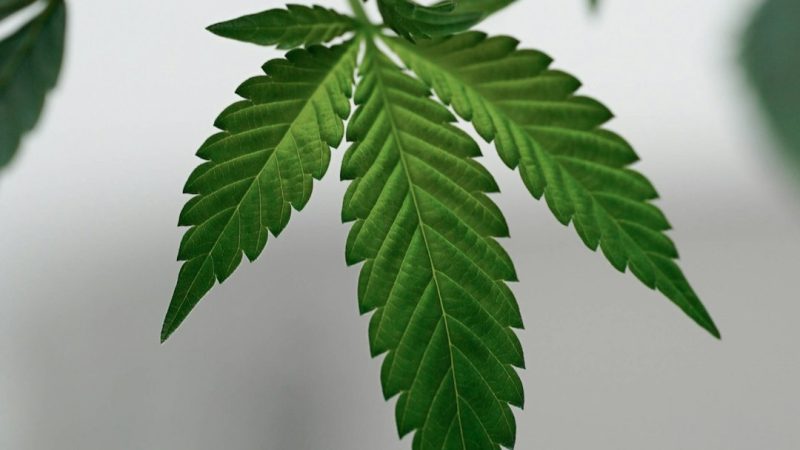 Belgrade is rapidly becoming a hub for cannabis enthusiasts
