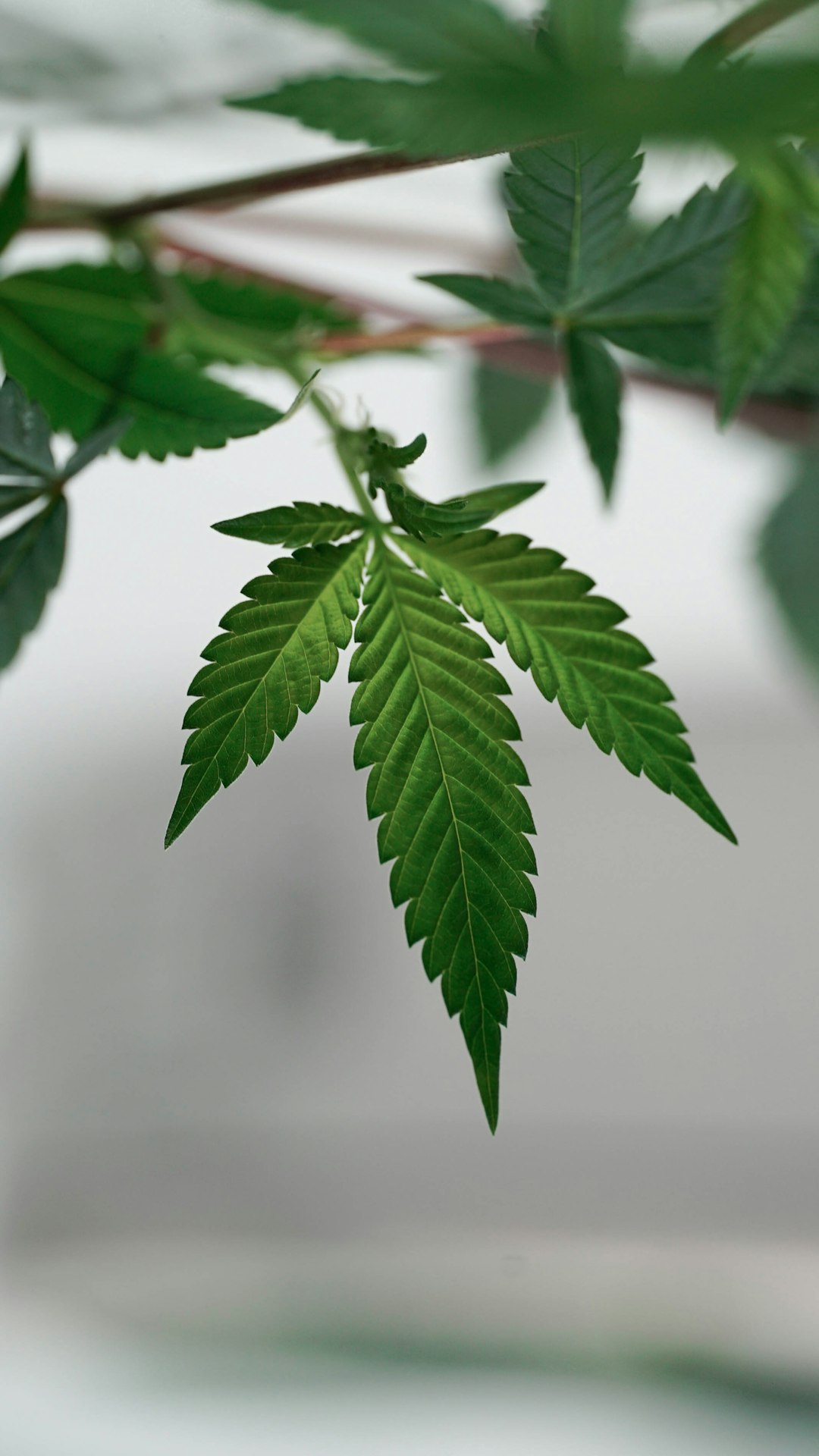 Belgrade is rapidly becoming a hub for cannabis enthusiasts