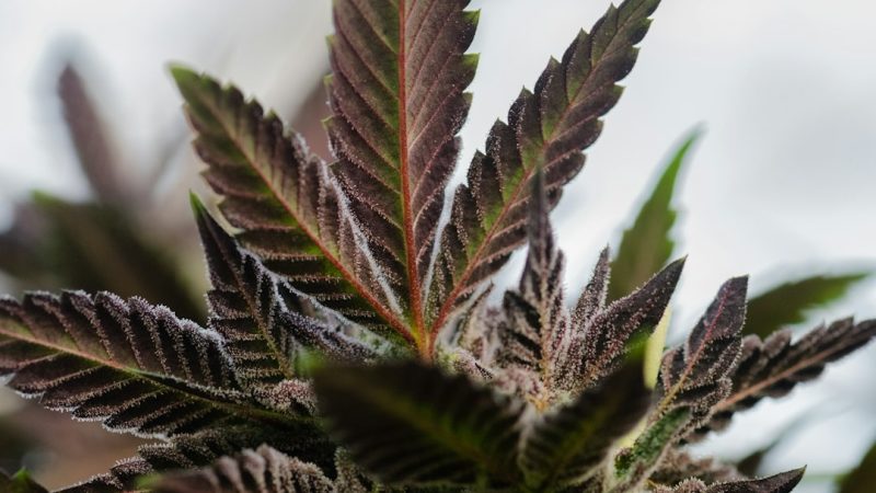 Buy Weed Oslo: Your Guide to the Oslo Cannabis Market