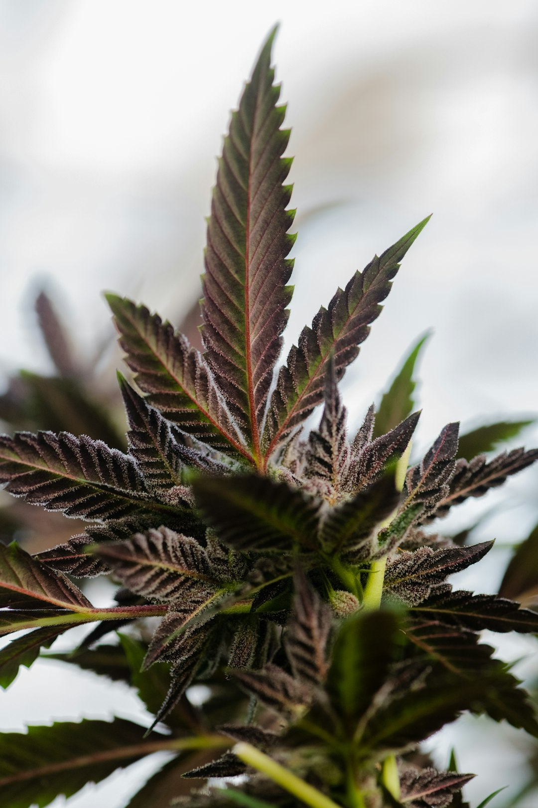 Buy Weed Oslo: Your Guide to the Oslo Cannabis Market
