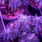 Florence Cannabis Dispensary: Your Guide to Legal Weed in Italy img-2414.jpg