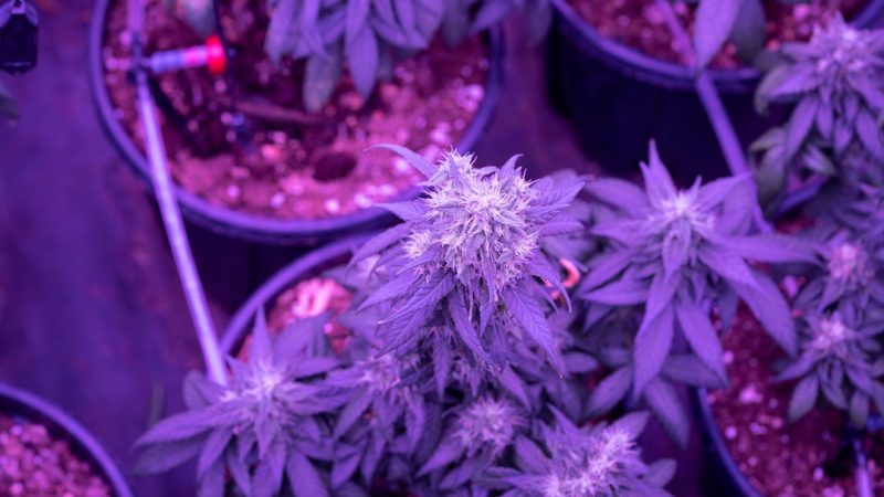 Florence Cannabis Dispensary: Your Guide to Legal Weed in Italy