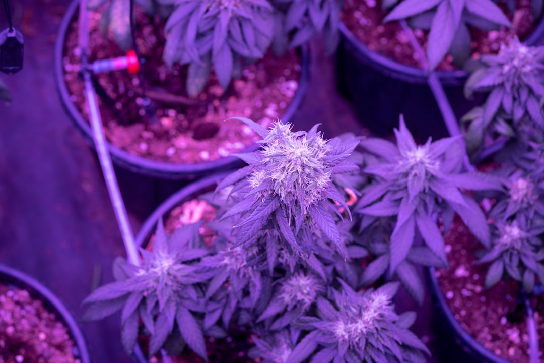 Florence Cannabis Dispensary: Your Guide to Legal Weed in Italy