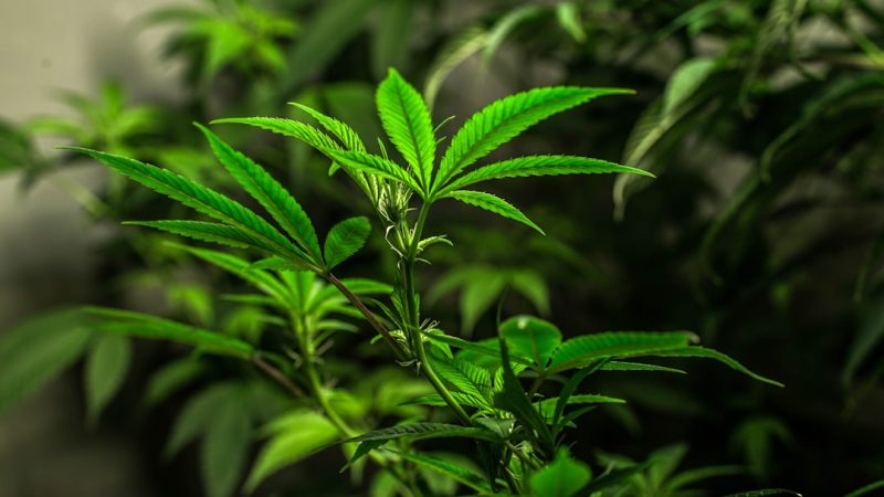 Looking for high‑quality THC‑rich cannabis in Gothenburg? Our online dispensary offers a wide selection of strains‚ edibles‚ concentrates‚ and accessories—all sourced from trusted growers and labs across the EU. Whether you’re a medical patient‚ a recreational enthusiast‚ or a curious visitor‚ we make it easy to order safely‚ legally‚ and affordably.